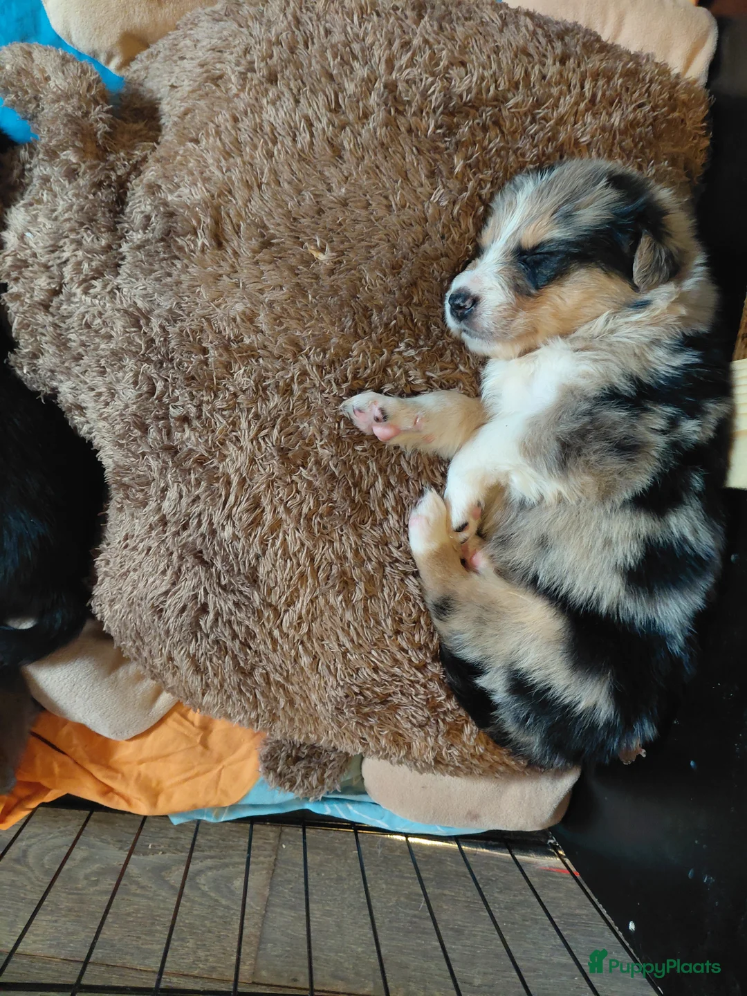 Border Collie honden te koop: Bordercollie pups  in Helmond - Advertentie 7