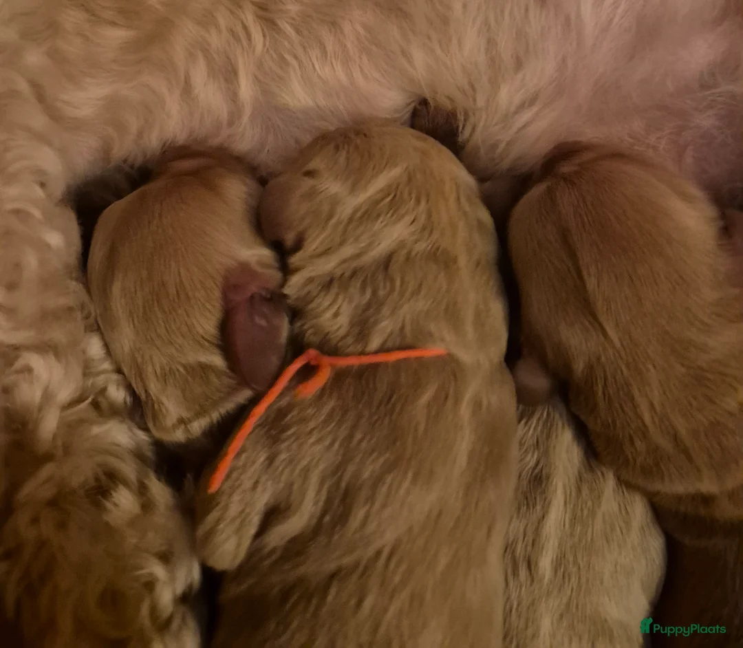 Labradoodle honden te koop: Lieve labradoodles  - Advertentie 4