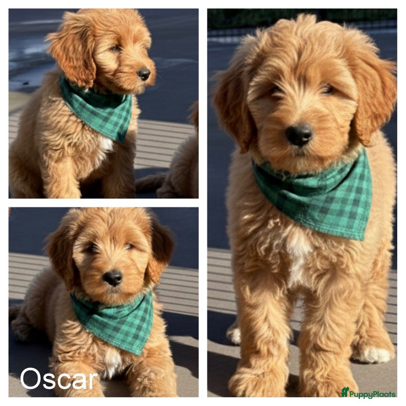 Labradoodle honden Labradoodle OSCAR pup reutje. - Advertentie 1