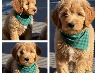 Labradoodle honden Labradoodle OSCAR pup reutje. - Advertentie 1