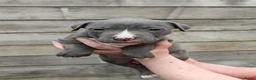 American Staffordshire Terriër honden te koop: Amerikaanse stafford pups - Advertentie 10