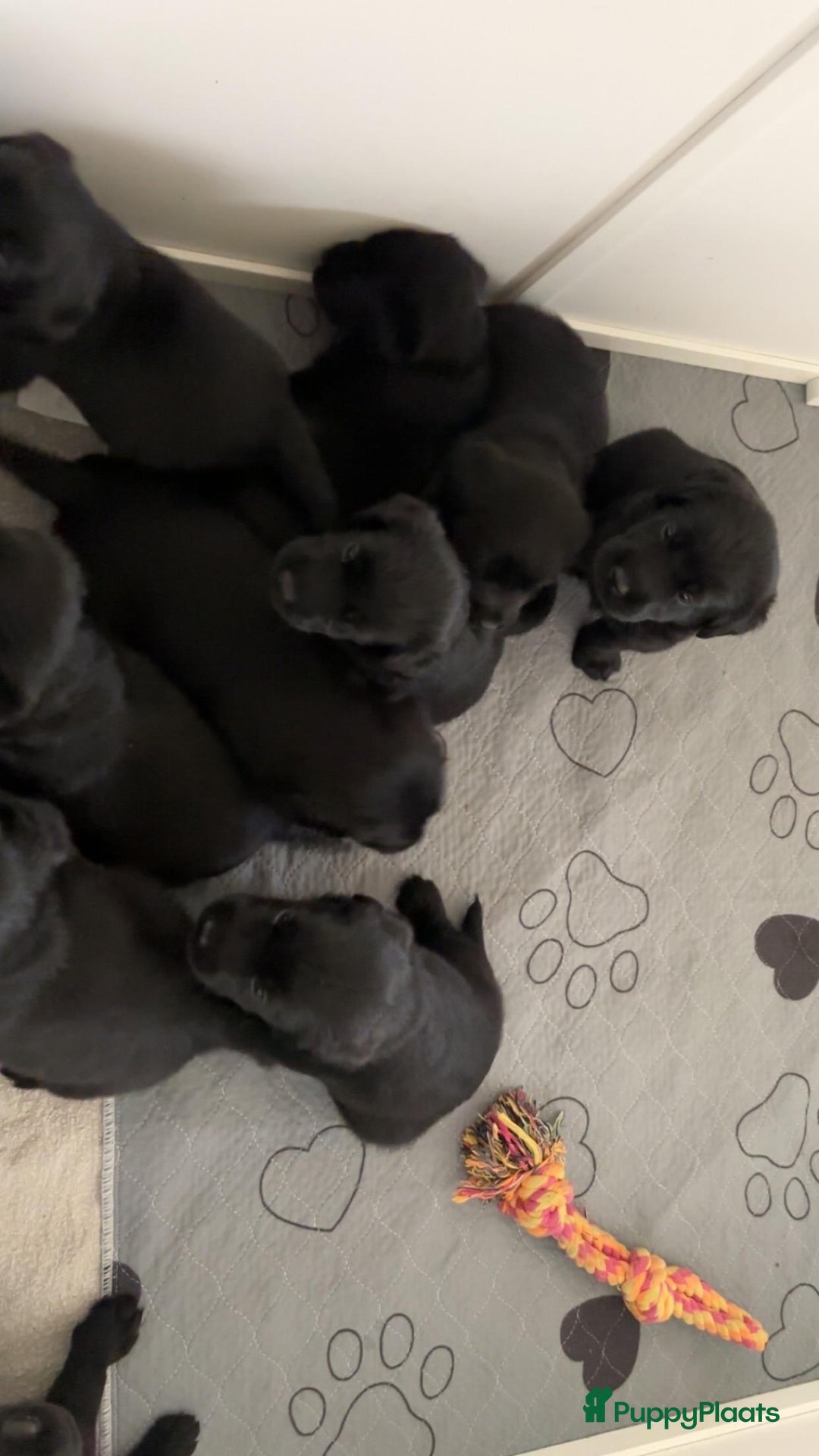 Kruising honden te koop: Puppy’s te koop – Labrador x Riesenschnauzer mix - Advertentie 14