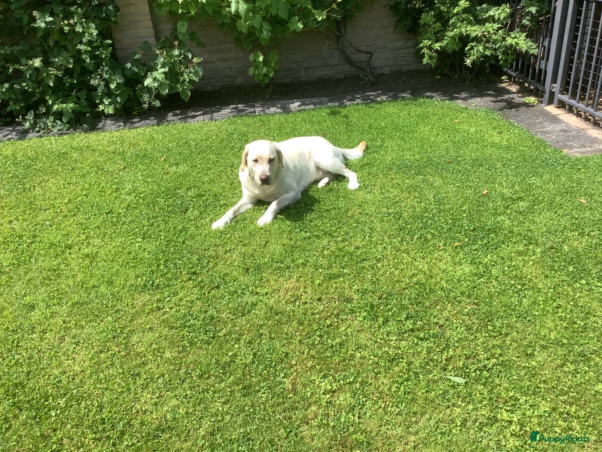 Labrador Retriever honden Zeer mooie labradorpuppies van stamboomoudersZz  - Advertentie 13