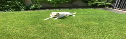 Labrador Retriever honden te koop: Zeer mooie labradorpuppies van stamboomoudersZz  - Advertentie 1