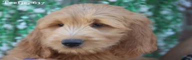 Goldendoodle 3