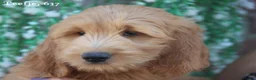 Goldendoodle honden te koop: Goldendoodle Pups - Advertentie 14