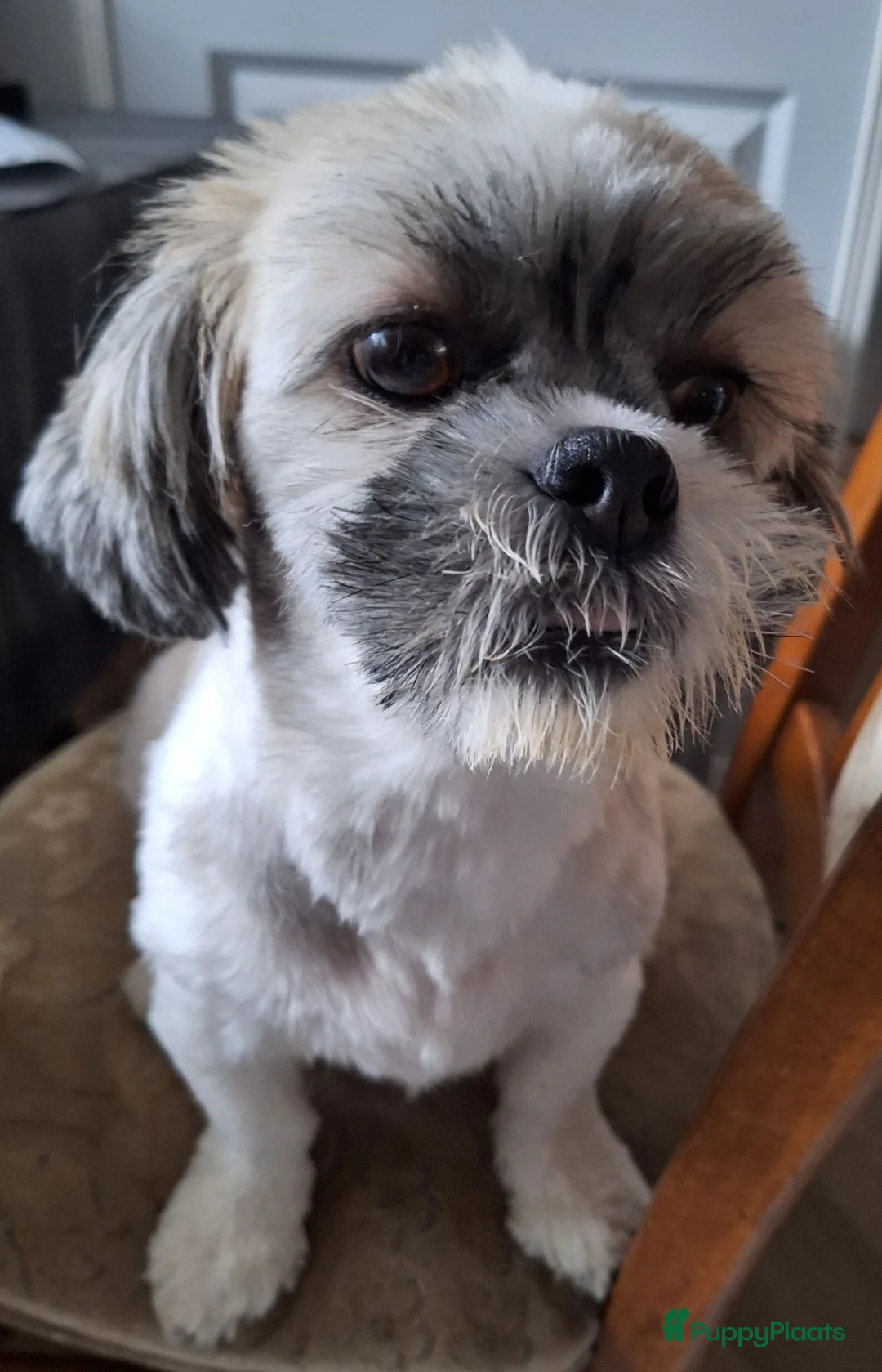 Kruising honden te koop: Lhasa-apso-Boemertjes - Advertentie 1