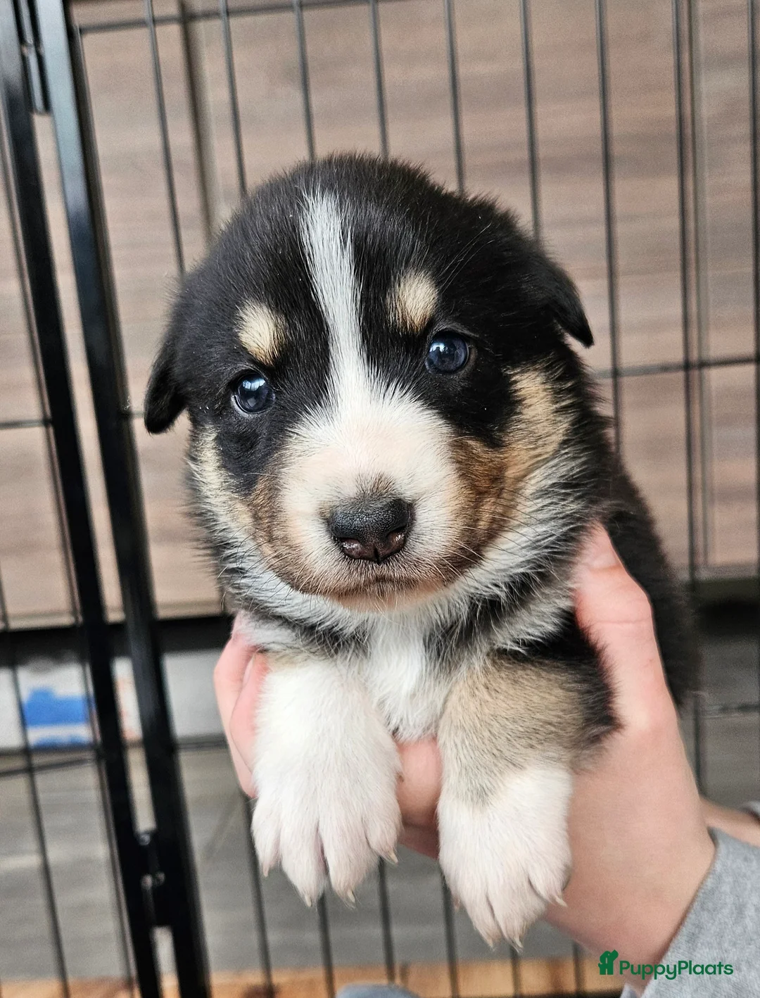 Kruising honden te koop: Prachtige kruising pups - Advertentie 5