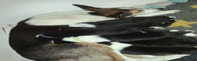 Noa