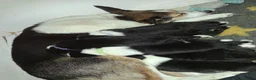 Border Collie honden te koop: Mooie, lieve en gesocialiseerde border collie - Advertentie 31