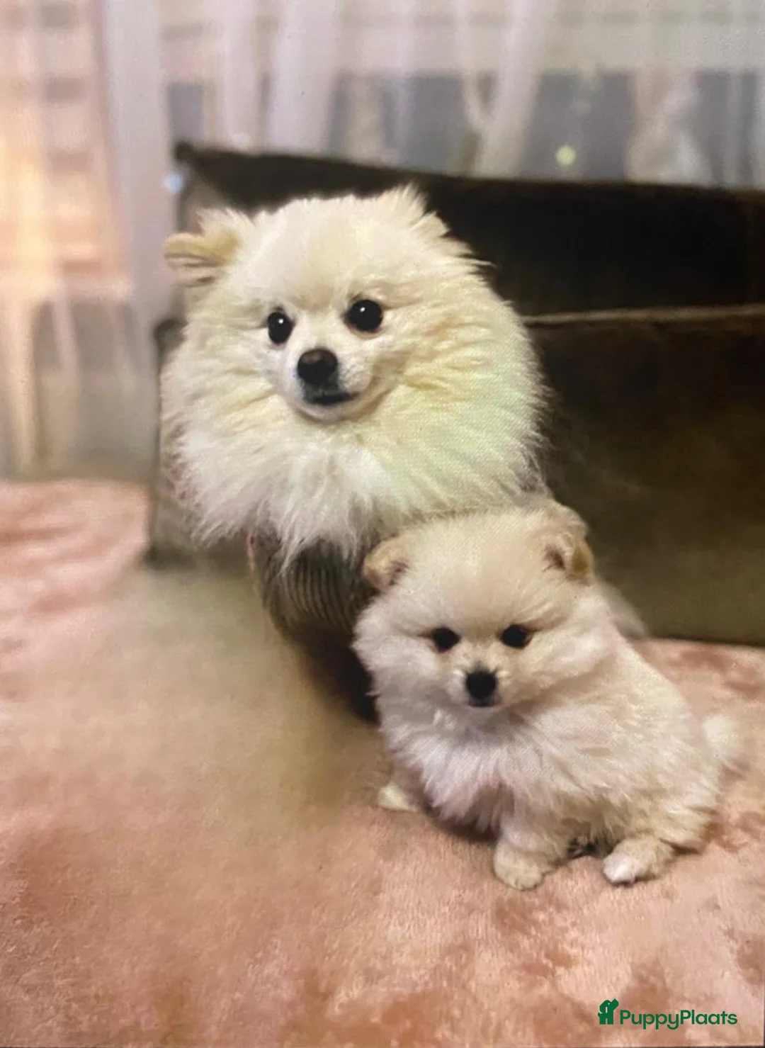 Pomeriaan honden ter dekking: Mooi dekreu pomeriaan (niet te koop) - Advertentie 3