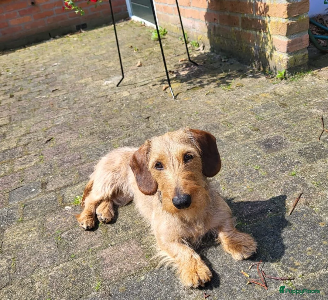 Galerij afbeelding {{count}}