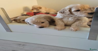 Labradoodle honden in Oosterhout - Advertentie 5