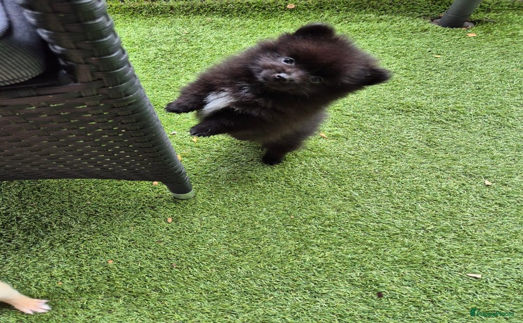 Pomchi honden - Advertentie 4