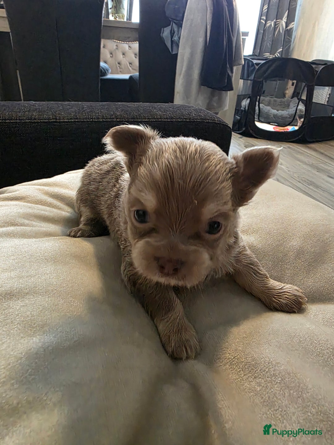 Chihuahua honden te koop: 2 mooie chihuahua pups geboren  - Advertentie 4