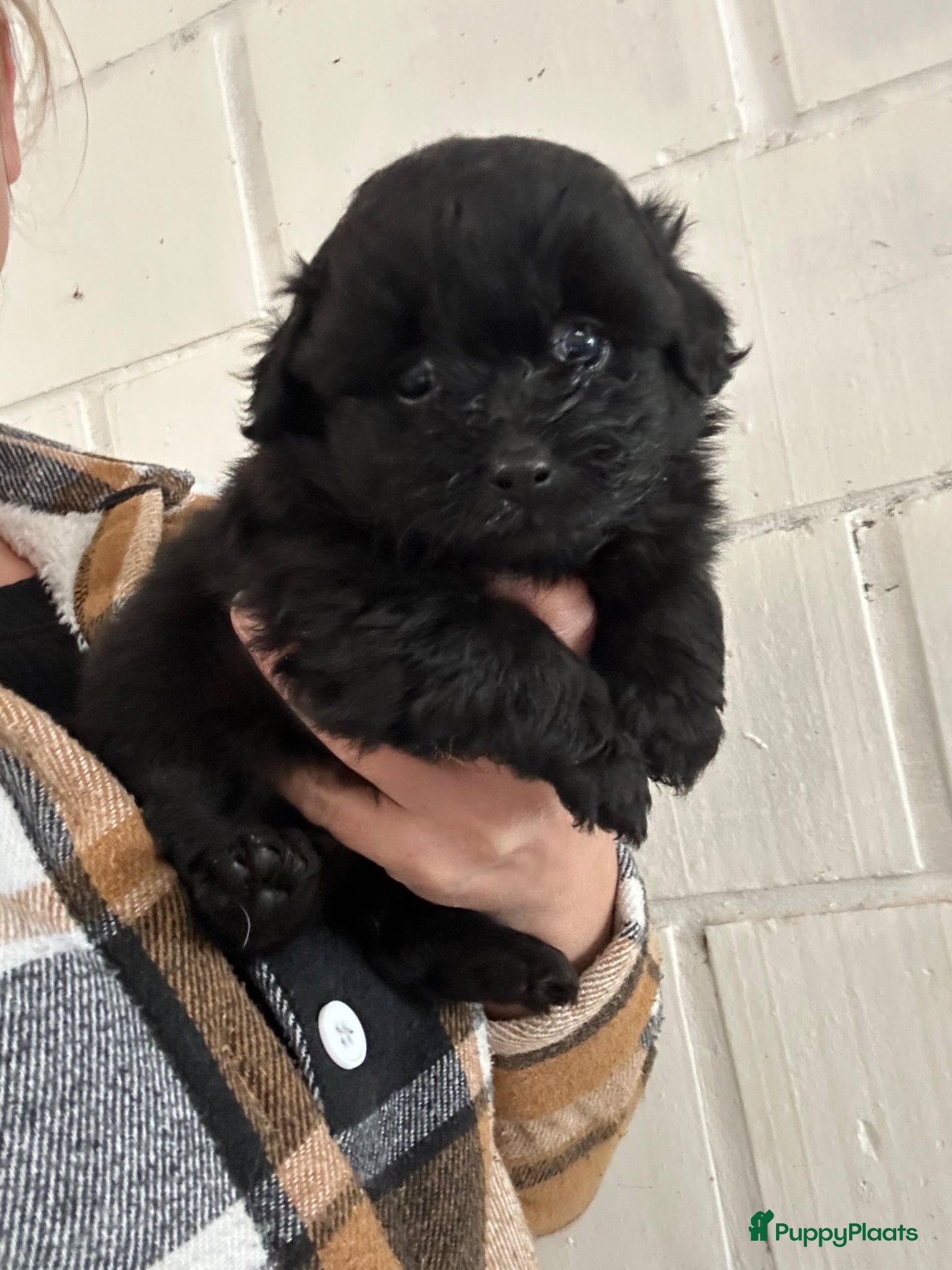 Kruising honden Pomapoo pupjes  - Advertentie 1