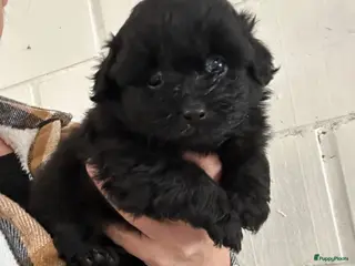 Kruising honden Pomapoo pupjes - Advertentie 1