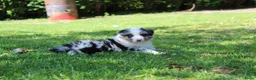 Australian Shepherd honden te koop: Australian shepherd pups beschikbaar - Advertentie 16