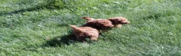 Poedel honden te koop: Dwergpoedel / Toypoedel pups te koop - Advertentie 4