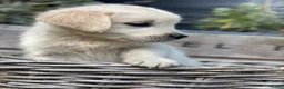 Golden Retriever honden te koop: Golden retriever pups - Advertentie 1