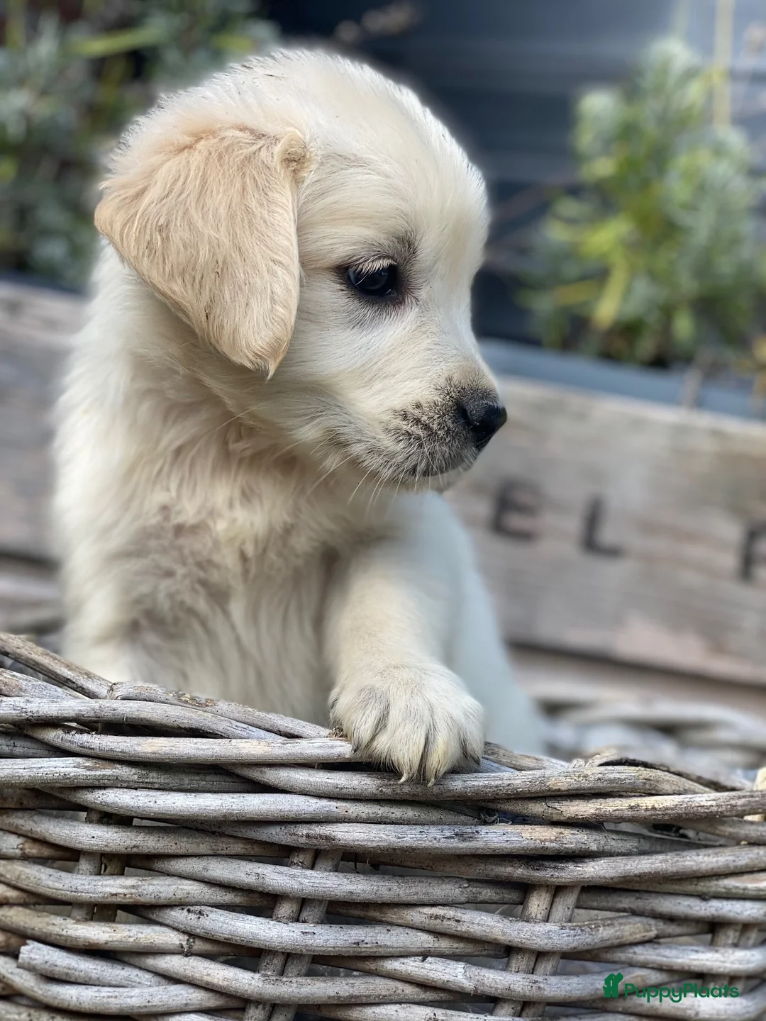 Golden Retriever honden te koop: Golden retriever pups - Advertentie 1
