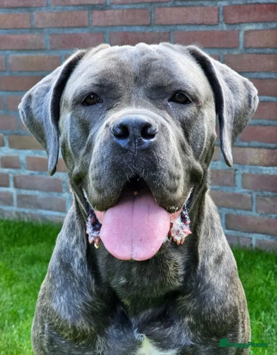 Cane Corso honden te koop: 9 month male Cane Corso w/Pedigree - Advertentie 7