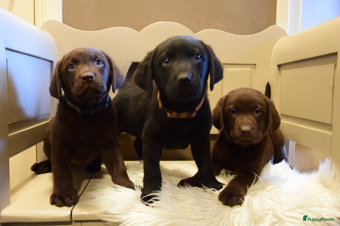 Labrador Retriever honden te koop: Labrador Retriever pups met stamboom - Advertentie 5