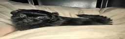 Kruising honden te koop: Shadow 🖤 Shih-Tzu/Boomer pup. Nieuwe foto's  - Advertentie 5