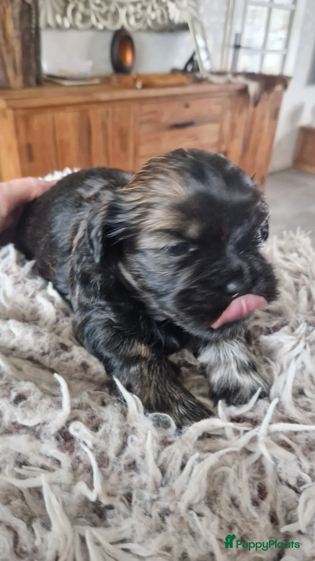 Shih Tzu honden te koop: Mooie shih tzu pups - Advertentie 9