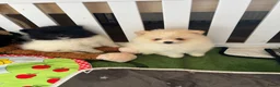 Keeshond honden te koop: 3 kleine keeshondjes zoeken houden mandje - Advertentie 6