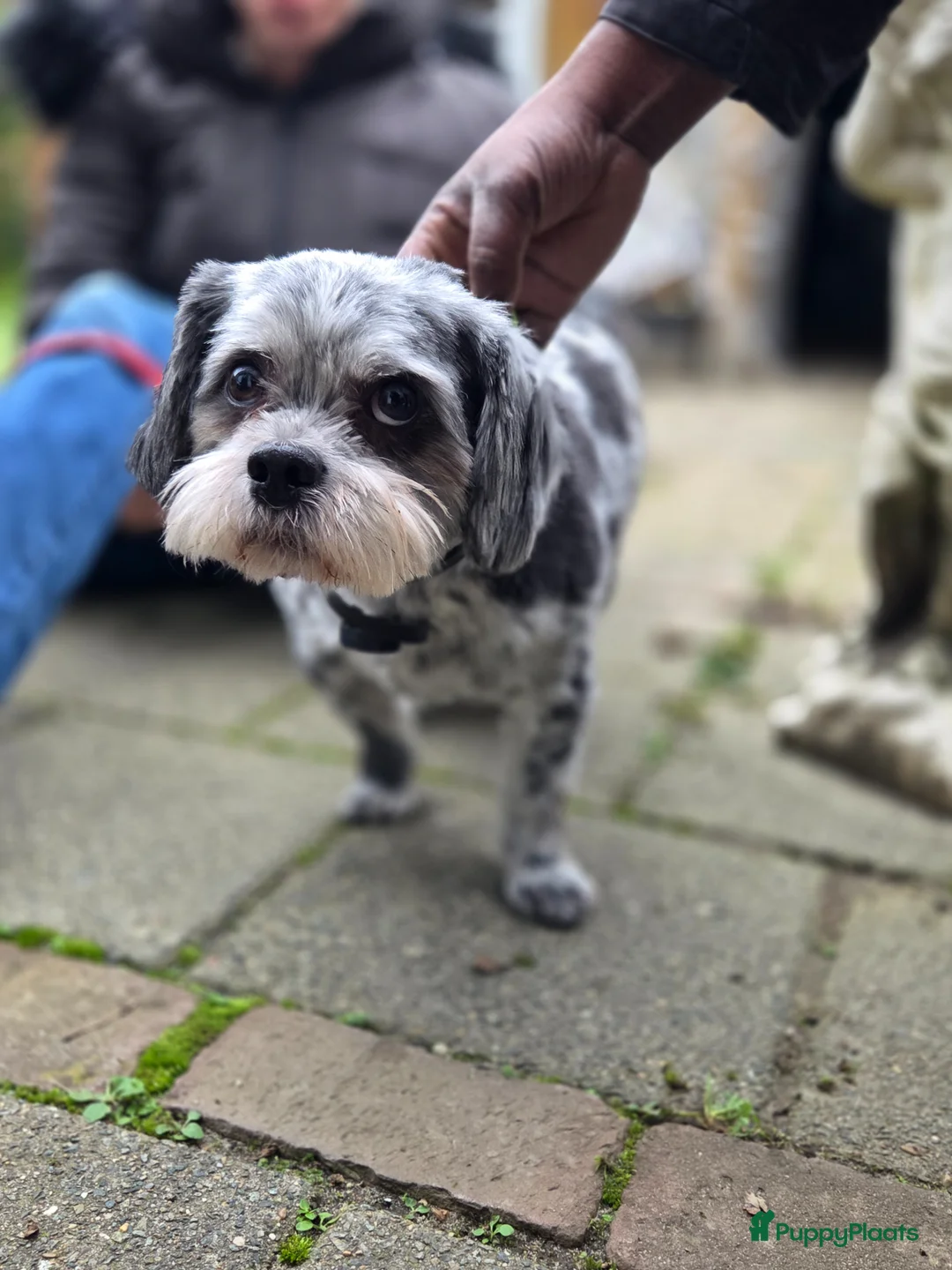 Boomer honden te koop: Nog 1 prachtig boomer teefje beschikbaar  - Advertentie 4
