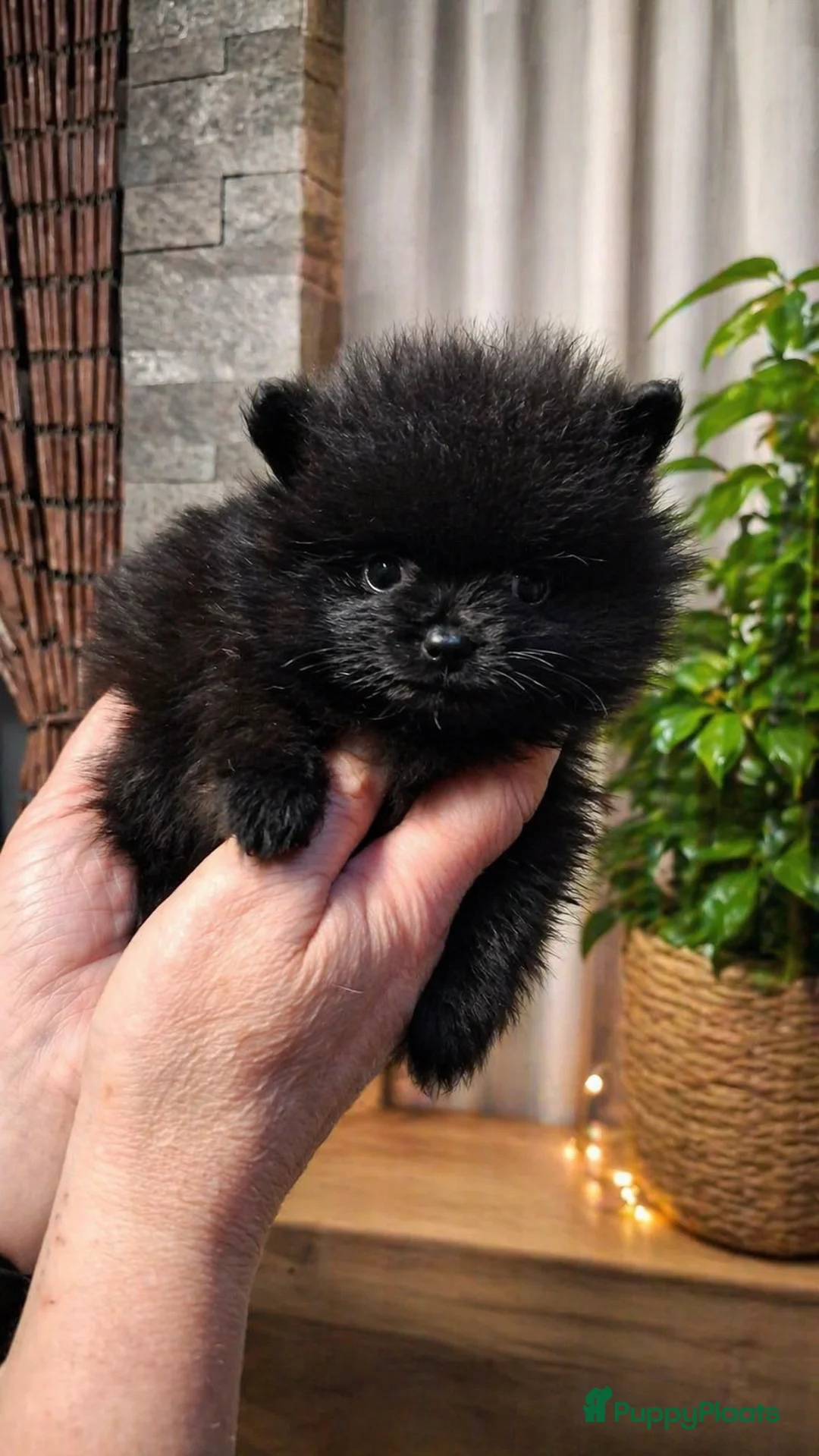 Pomeriaan honden te koop: Pomeranian zwart teefje - Advertentie 9