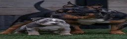 Amerikaanse Bully honden te koop: American Bully pocket pups (verwacht) - Advertentie 6