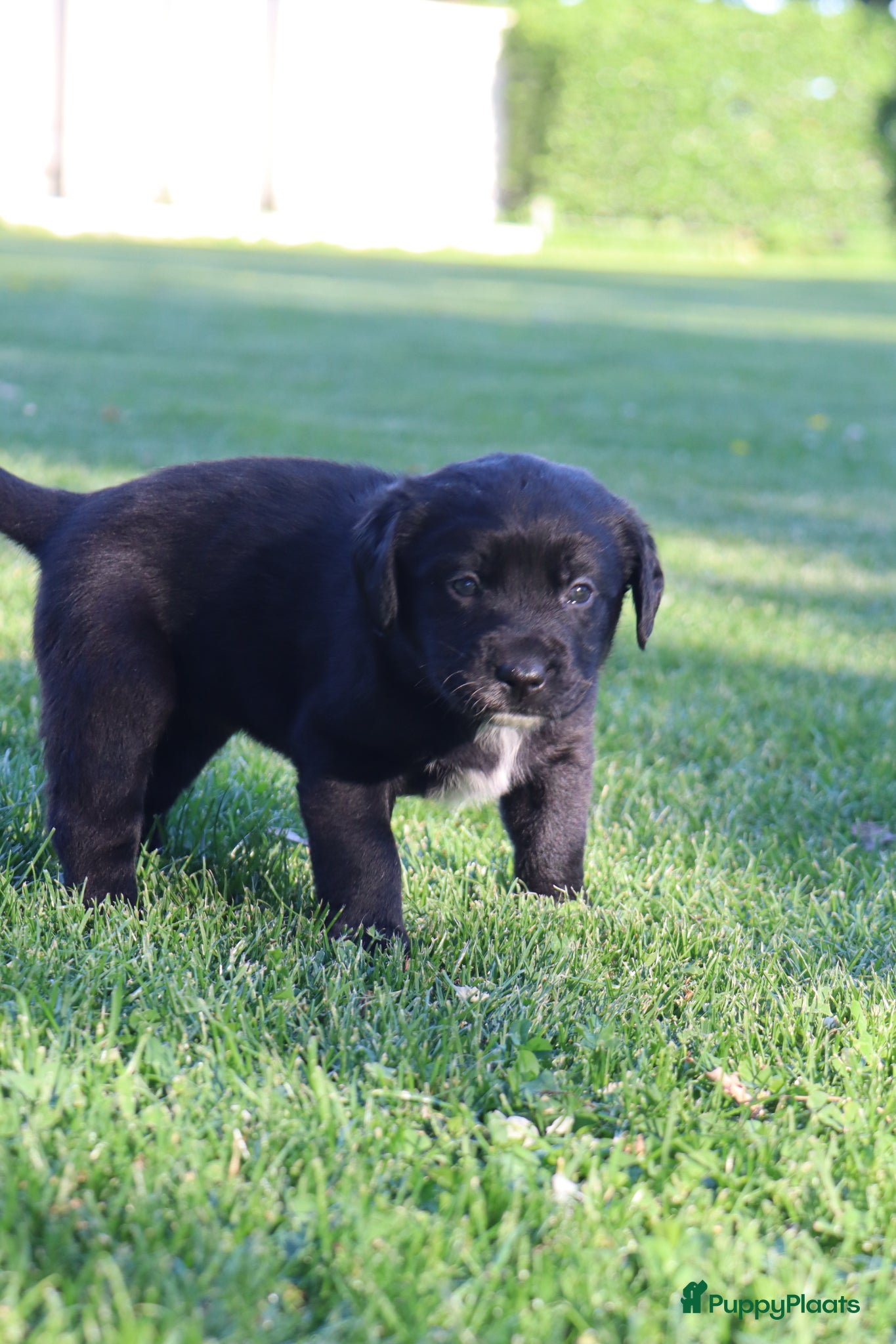 Kruising honden te koop: Prachtige labradorpups kruising  in Someren - Advertentie 9