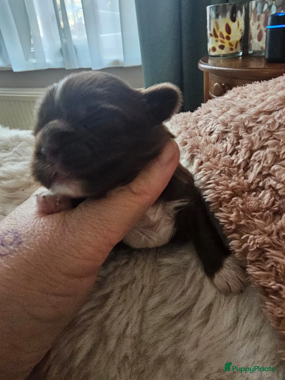 Kruising honden te koop: Boomer pups - Advertentie 4