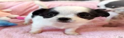 Chihuahua honden te koop: Nog 3 unieke en super schattige chihuahua puppys! - Advertentie 6