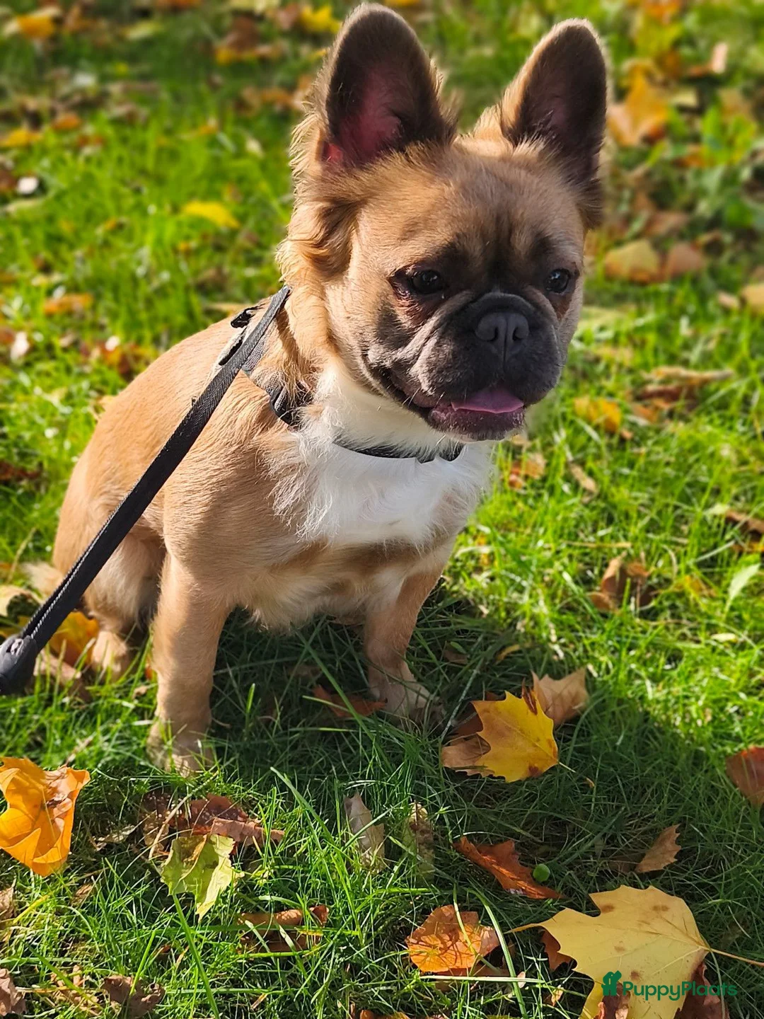 Franse Bulldog honden te koop: Prachtige Franse bulldog pups met stamboom - Advertentie 2