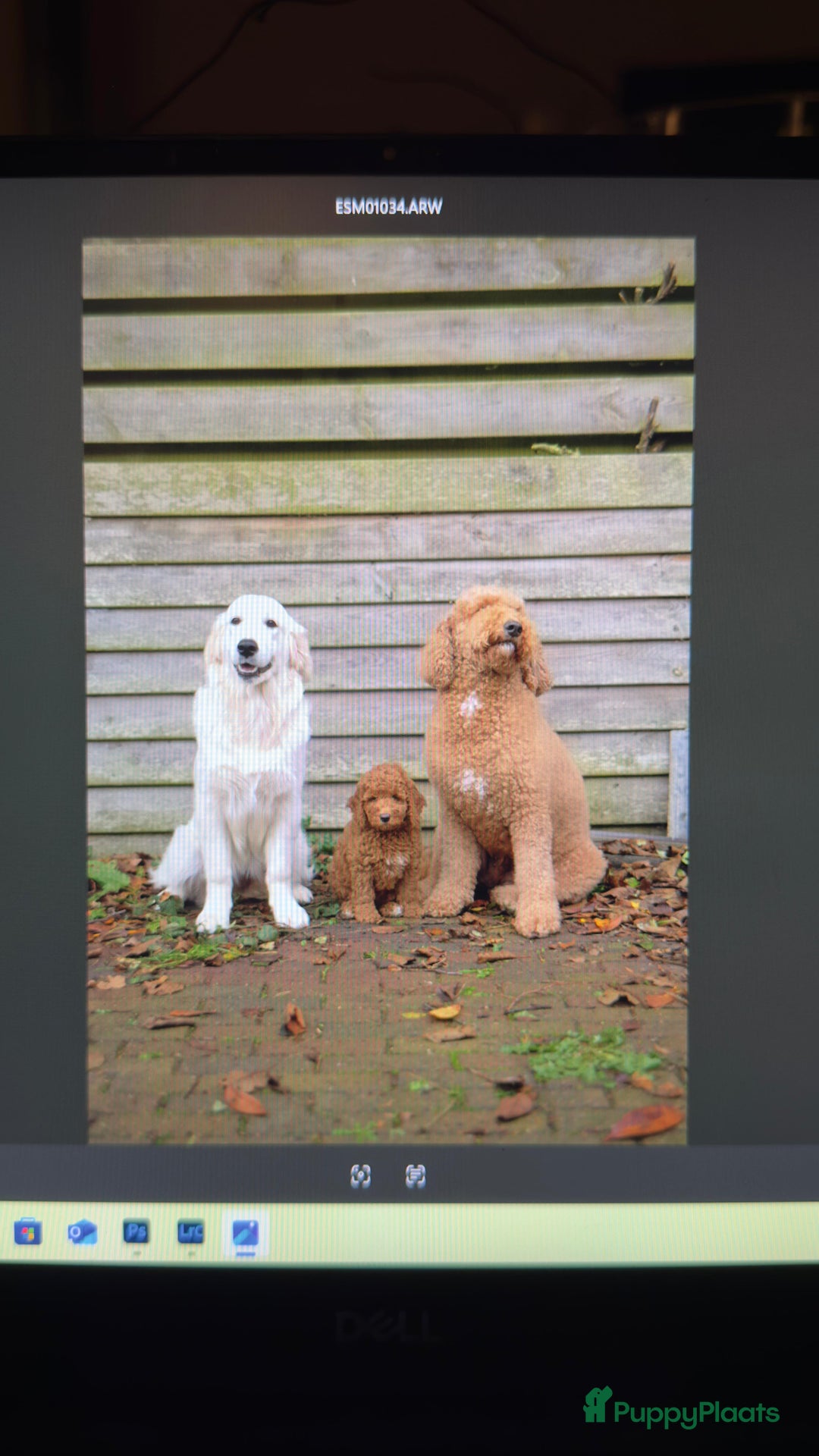 Goldendoodle honden te koop:  Prachtige F3 Doodle Pups van Roos & Sem - Advertentie 6
