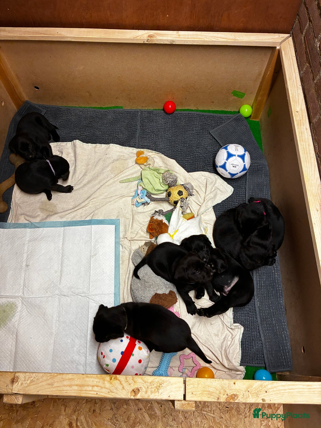 Labrador Retriever honden te koop: Fieldtrial werklijn labrador pups - Advertentie 10