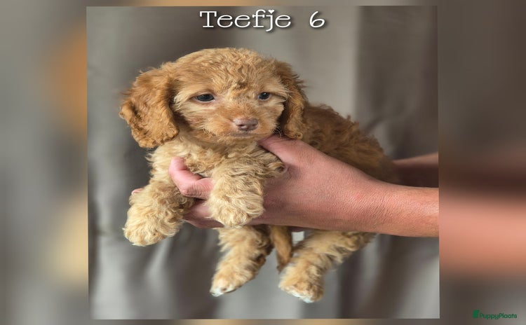 Maltipoo honden - Advertentie 6