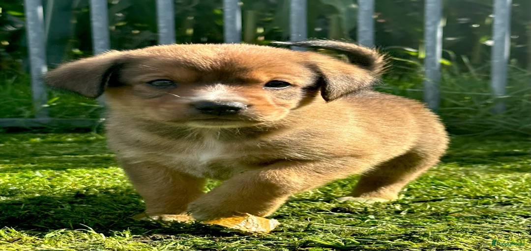 Galerij afbeelding {{count}}