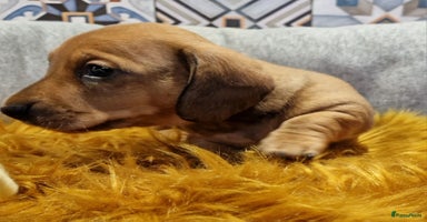 Teckel (korthaar)  honden - Advertentie 4