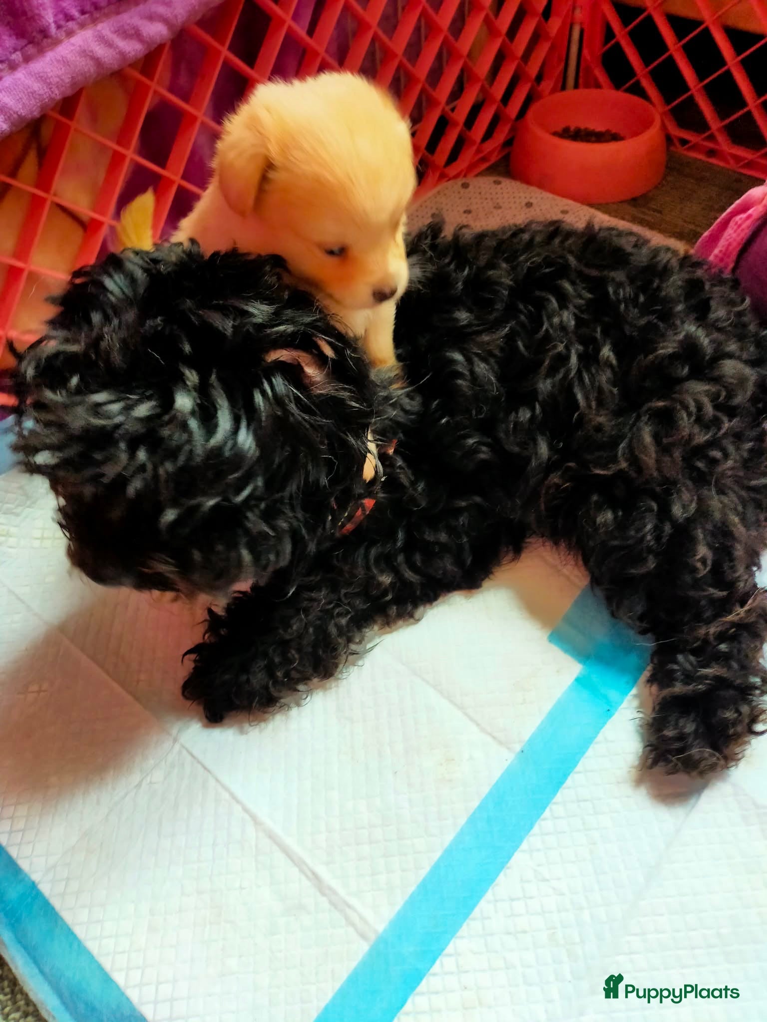 Kruising honden Kruizing maltipoo pomeriaan  - Advertentie 1