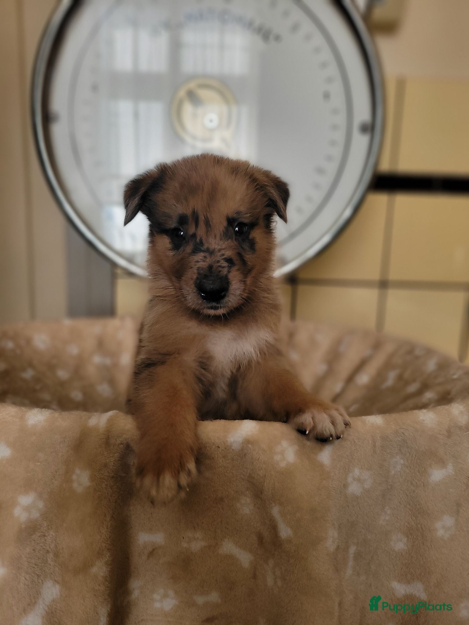 Kruising honden Mix Mechelse Herder X Australian Shepherd Puppy's  - Advertentie 2