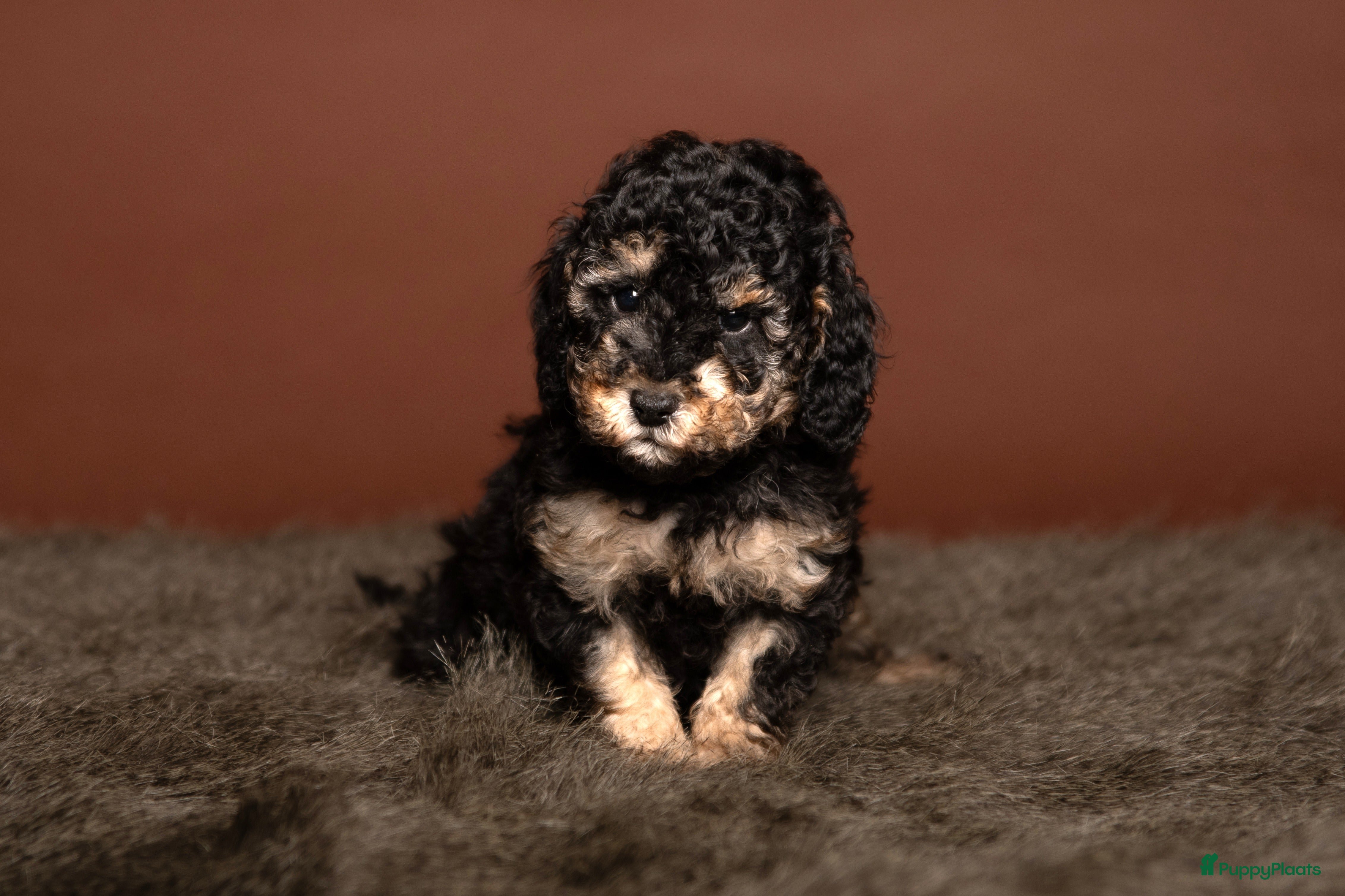 Dwergpoedel honden Dwergpoedel FCI Stamboom - Advertentie 1