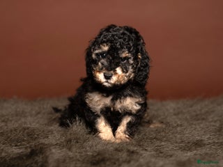 Dwergpoedel honden Dwergpoedel (Toy formaat) FCI Stamboom - Advertentie 12