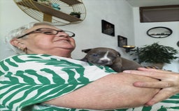 Amerikaanse Bully honden te koop: Eerste keus American pocket bully puppy - Afbeelding 1