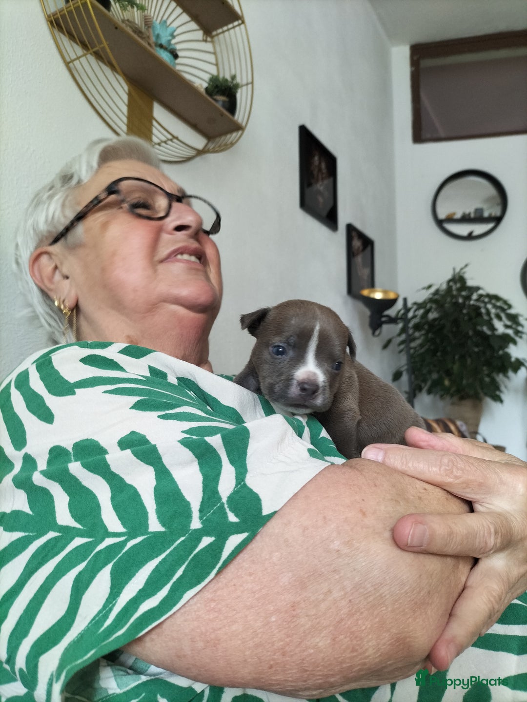 Amerikaanse Bully honden te koop: Eerste keus American pocket bully puppy - Afbeelding 1
