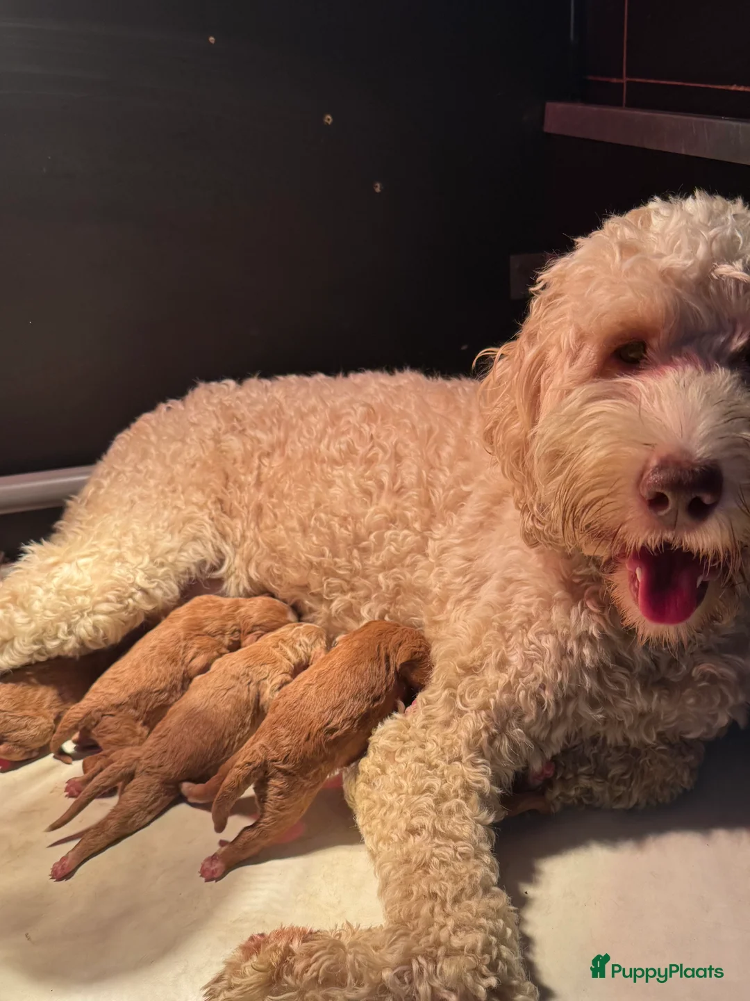 Australian Labradoodle honden te koop: Australian labradoodle pups met afstammingsbewijs! - Advertentie 1