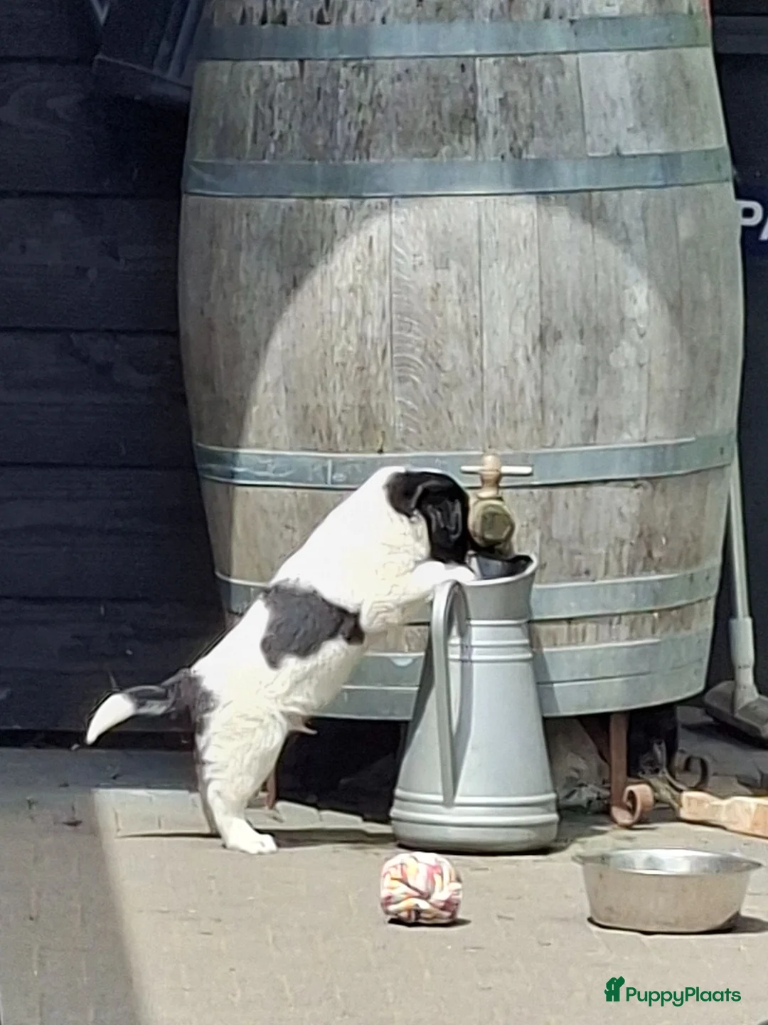 Kruising honden te koop: Prachtige puppy's, mix Friese Stabij/Kelpie  in Nieuwolda - Advertentie 1